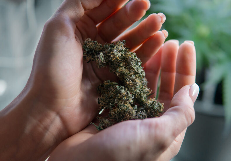 Marijuana THC buds in a Thai girl's hand